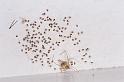Cryptachaea_gigantipes_F2336_Z_87_Houhora heads_Nieuw-Zeeland